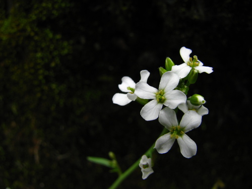Arabidopsis lyrata (Rock cress) — photo