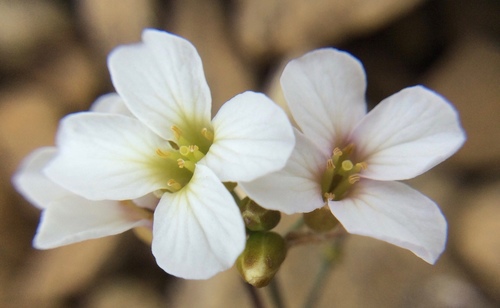 Arabidopsis lyrata