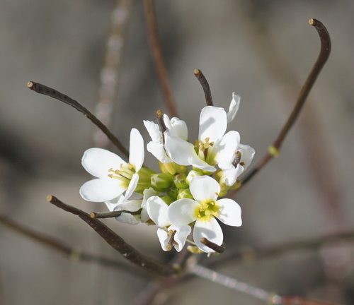 Arabis alpina (Alpine rock cress) — photo