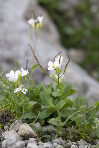 Arabis alpina (Alpine rock cress) — photo