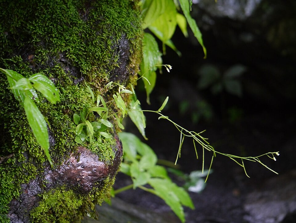 Arabis amplexicaulis — photo