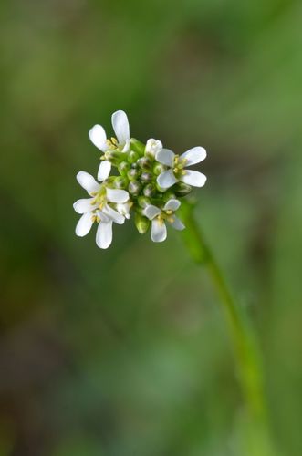 Arabis hirsuta (Ying mao nan jie) — photo