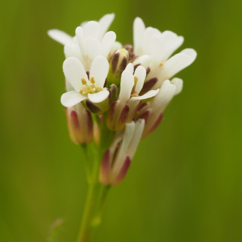 Arabis hirsuta (Ying mao nan jie) — photo