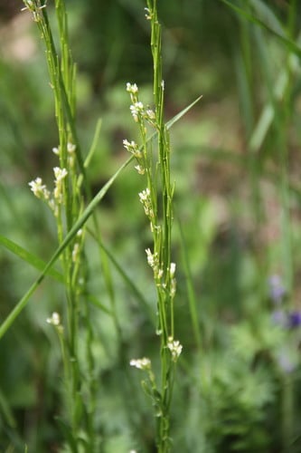 Arabis sagittata — photo