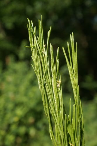 Arabis sagittata — photo