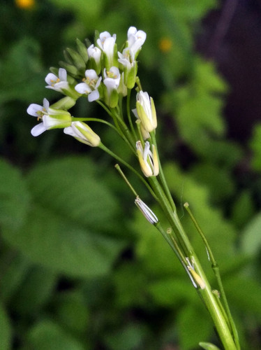 Arabis sagittata