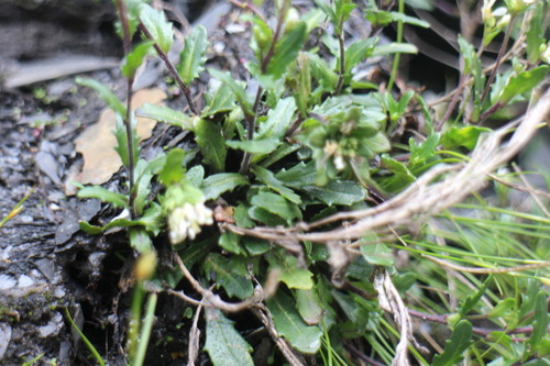 Arabis serrata (Chi ye nan jie) — photo