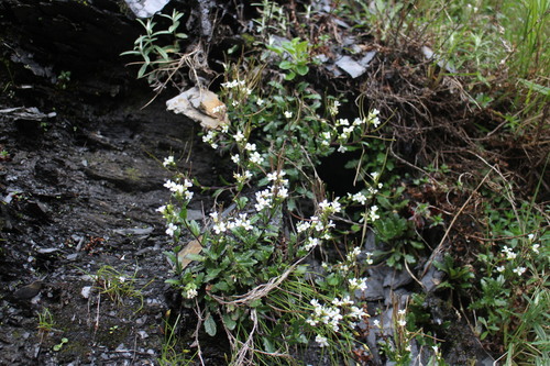 Arabis serrata (Chi ye nan jie) — photo
