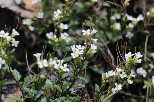 Arabis serrata