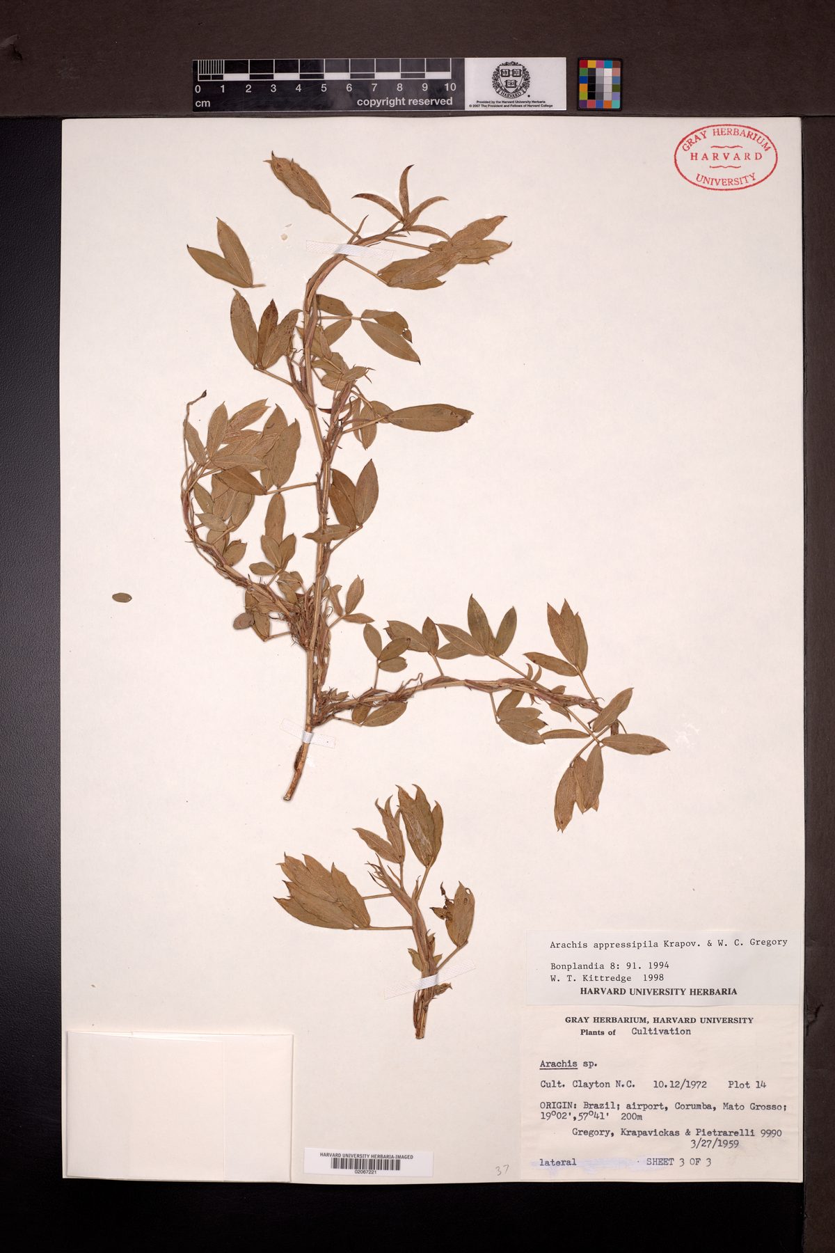 Arachis appressipila — photo