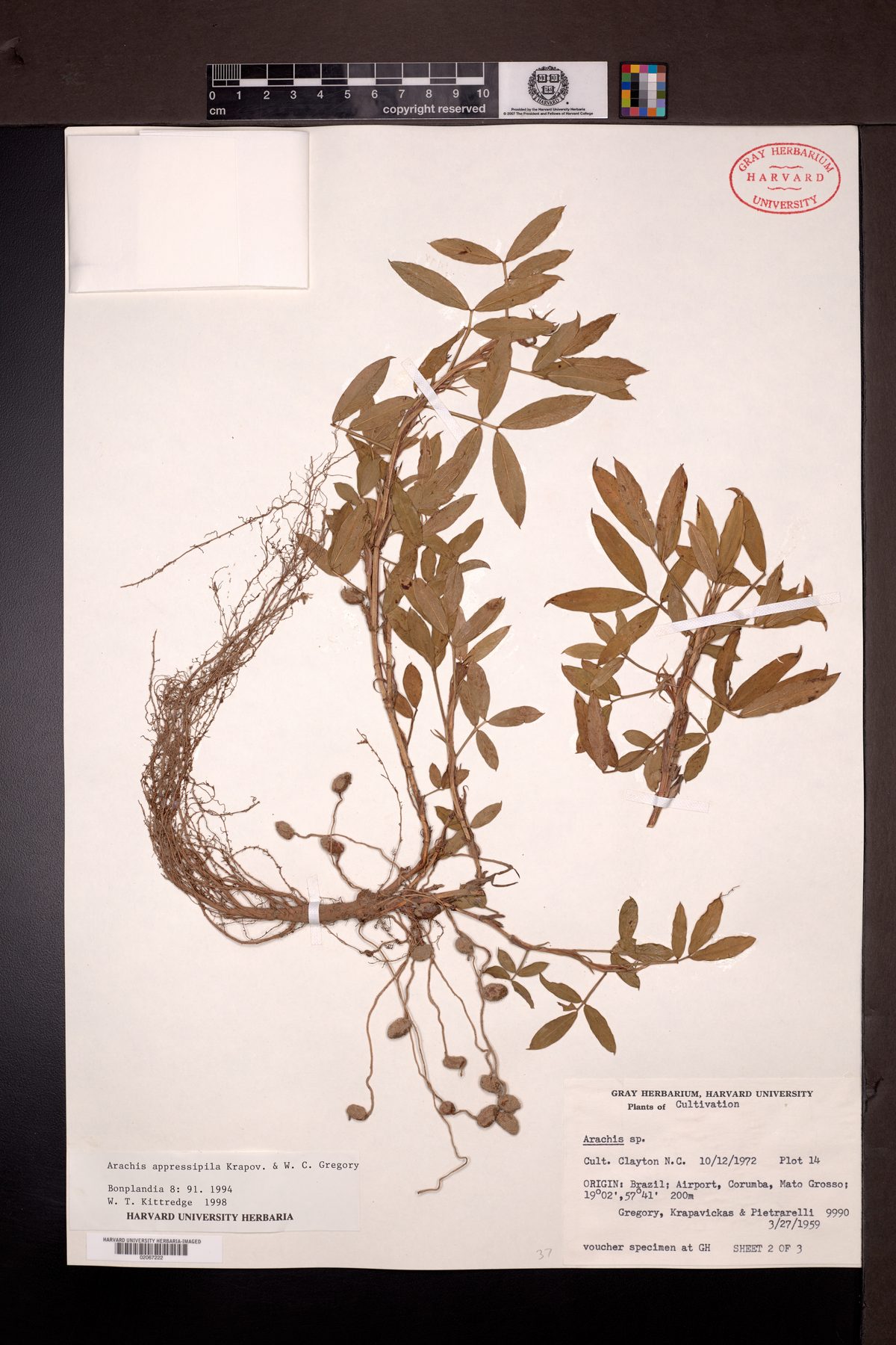 Arachis appressipila — photo