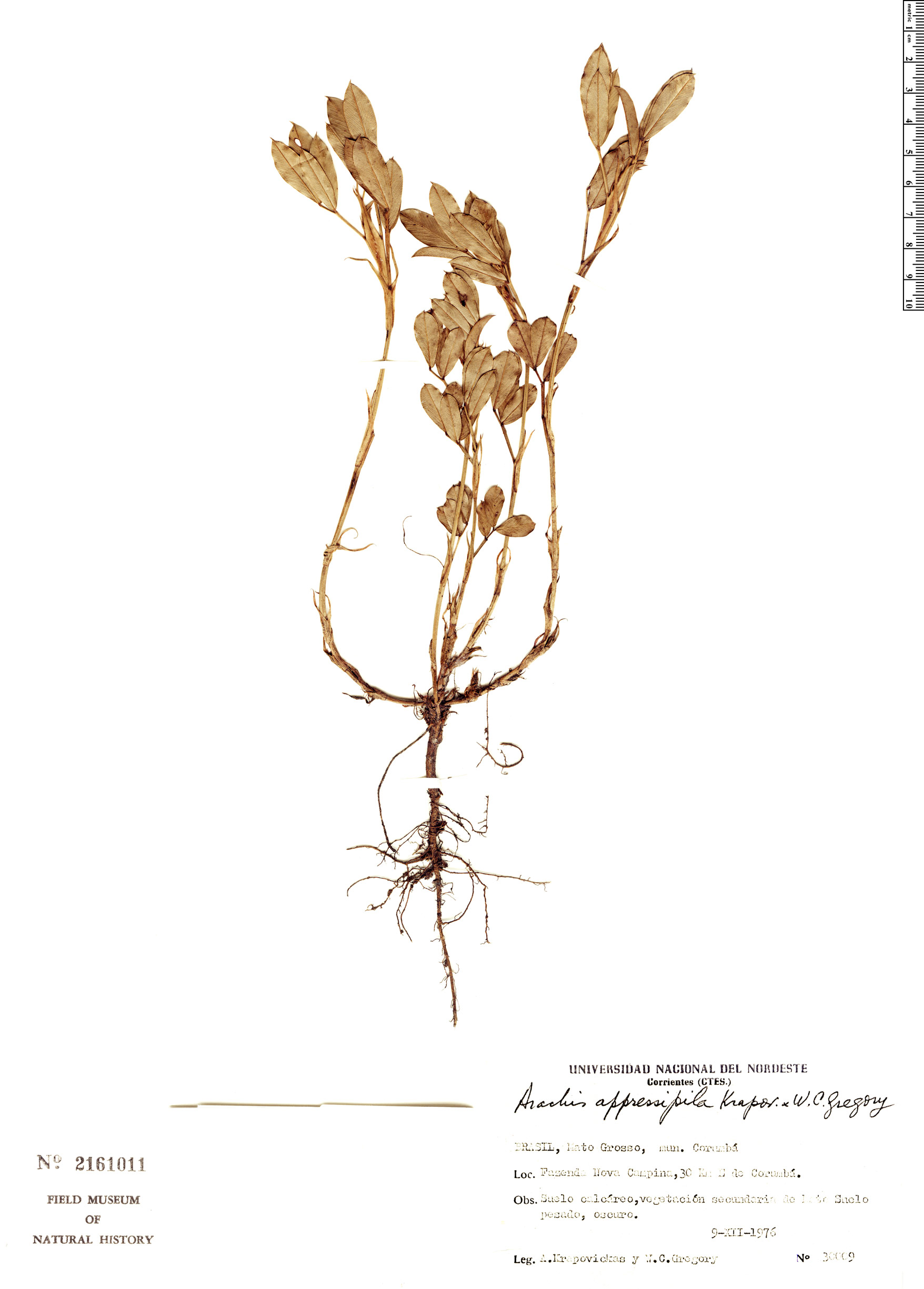 Arachis appressipila