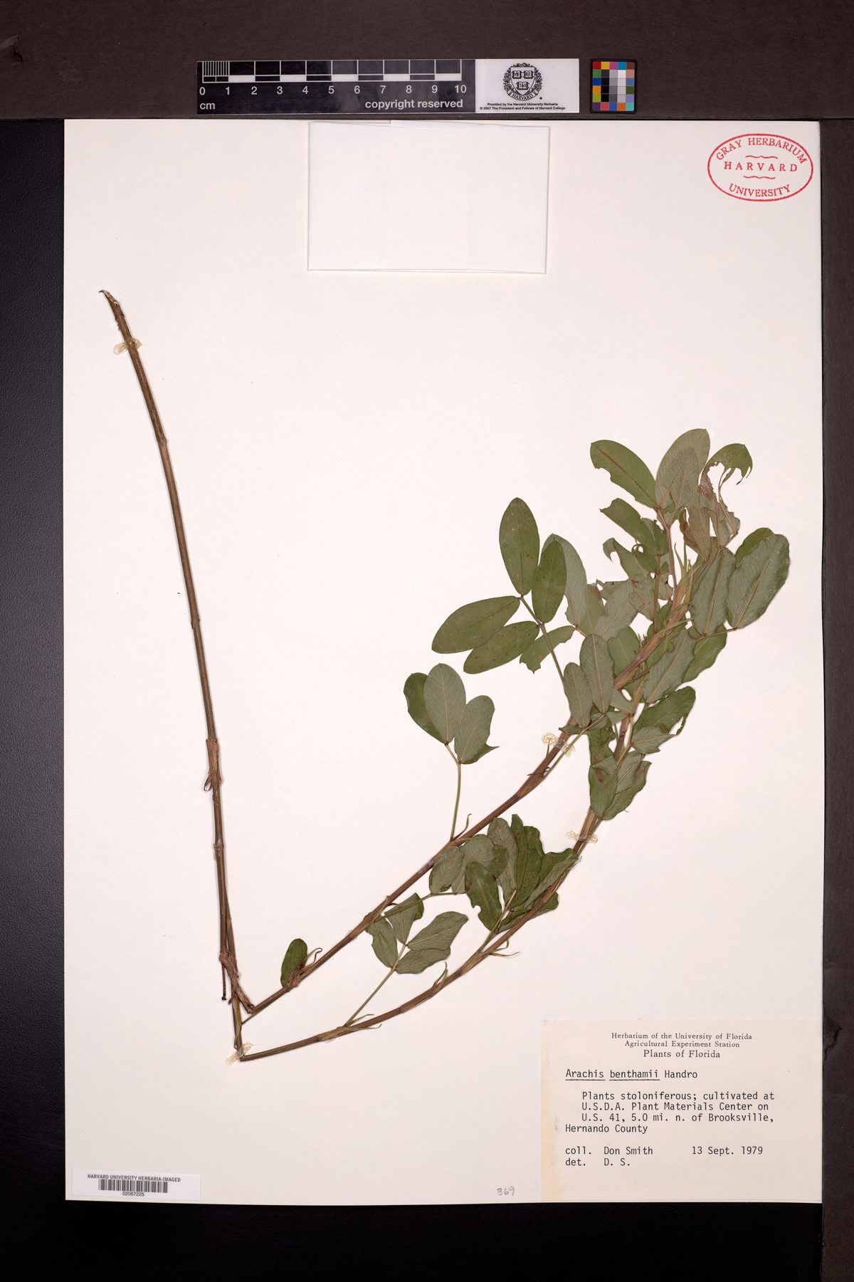 Arachis benthamii