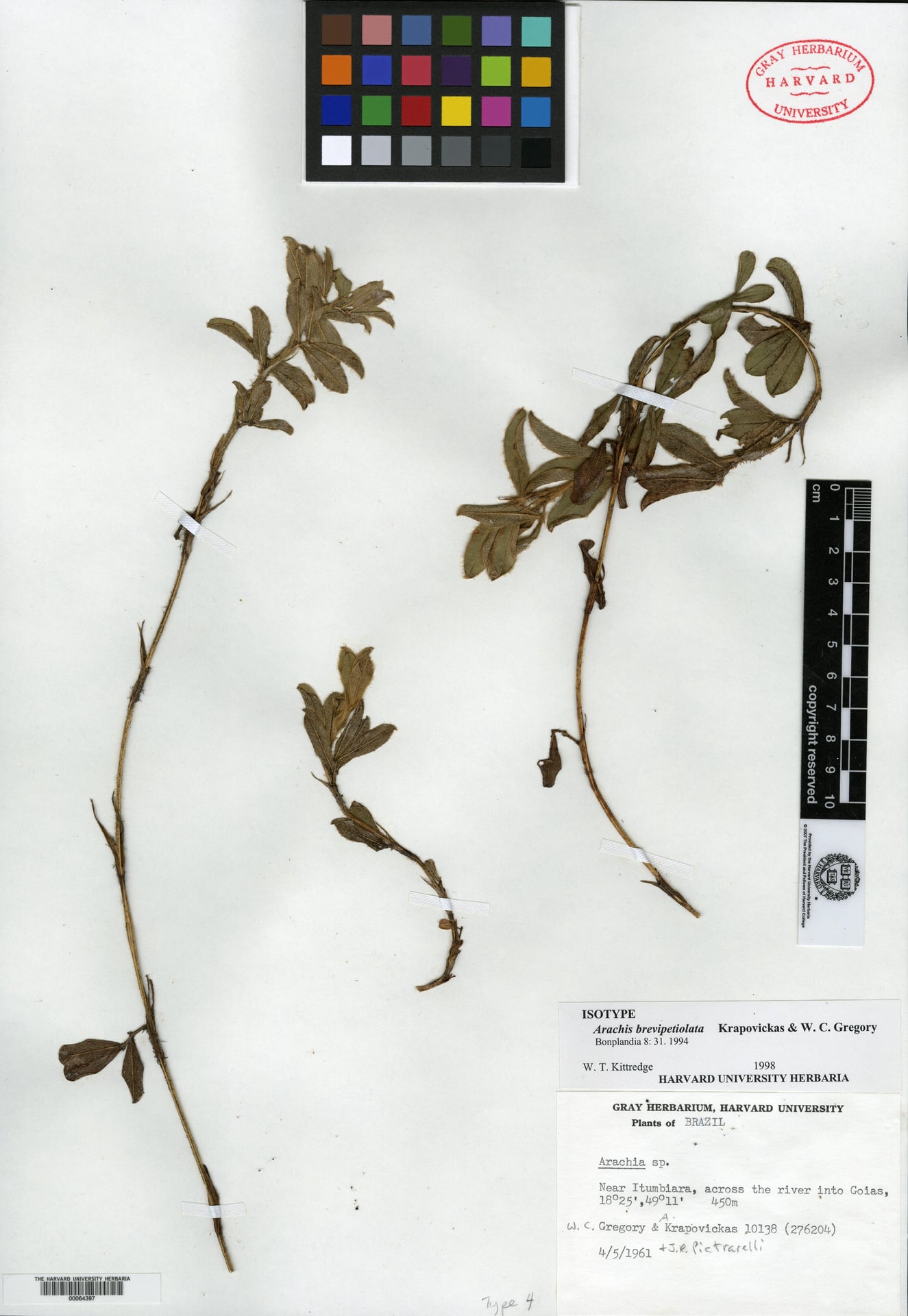 Arachis brevipetiolata