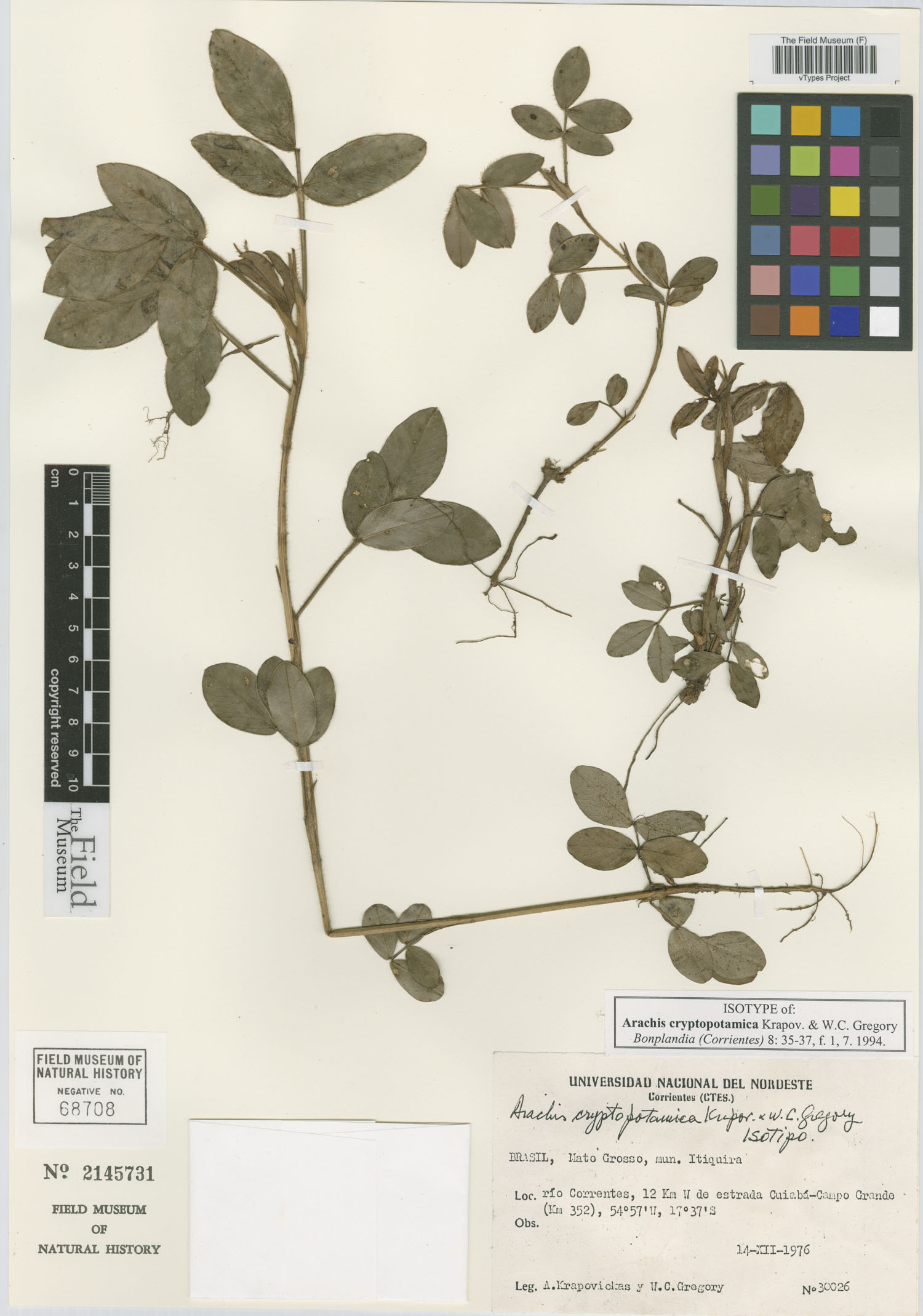 Arachis cryptopotamica — photo
