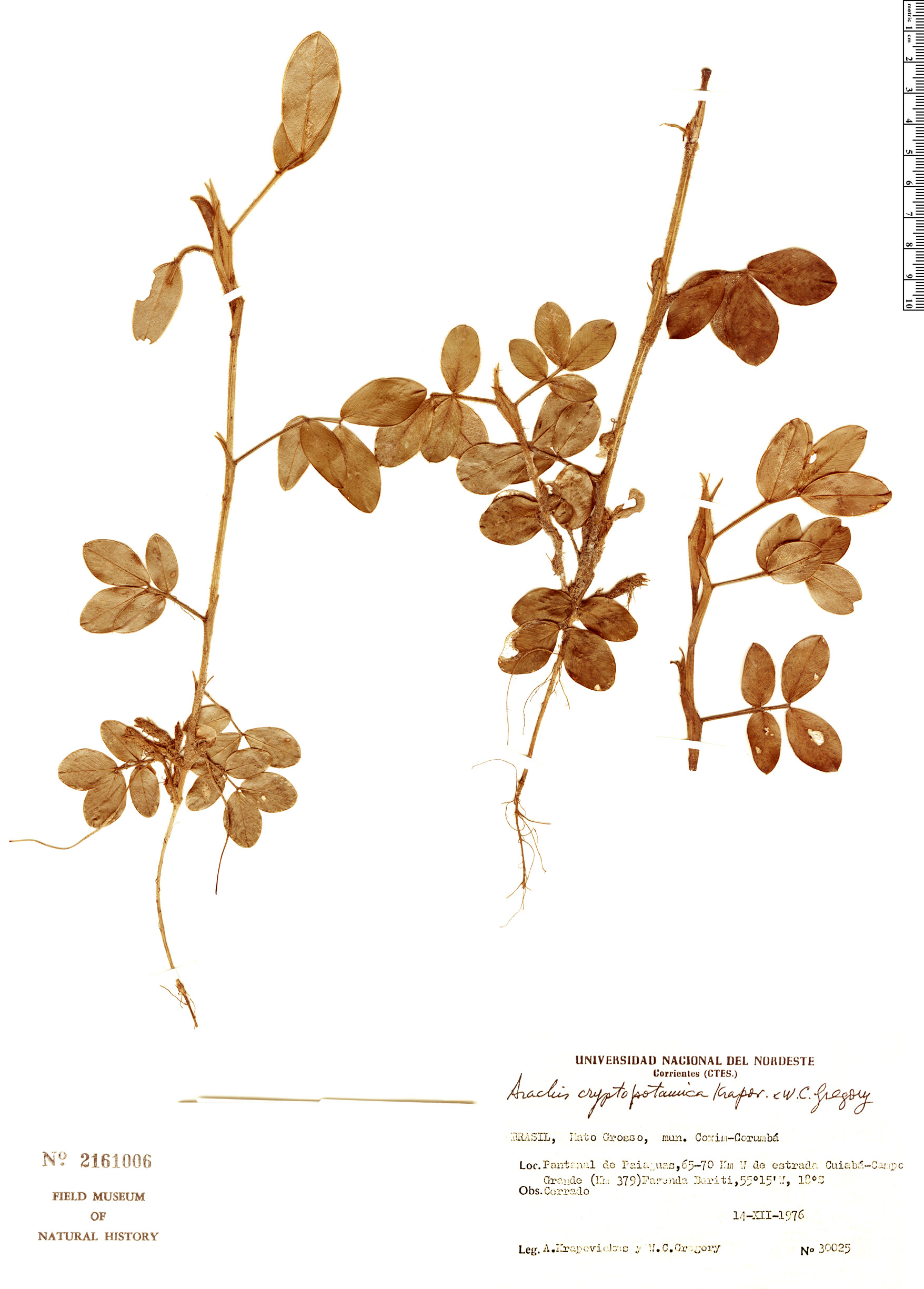 Arachis cryptopotamica — photo