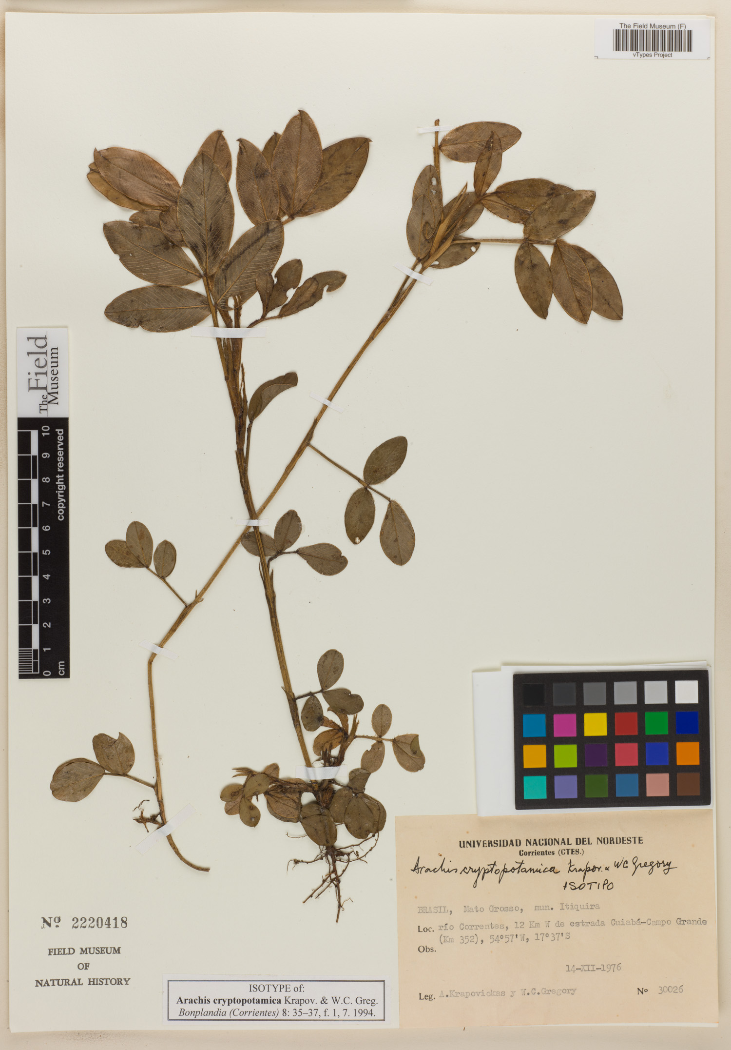 Arachis cryptopotamica