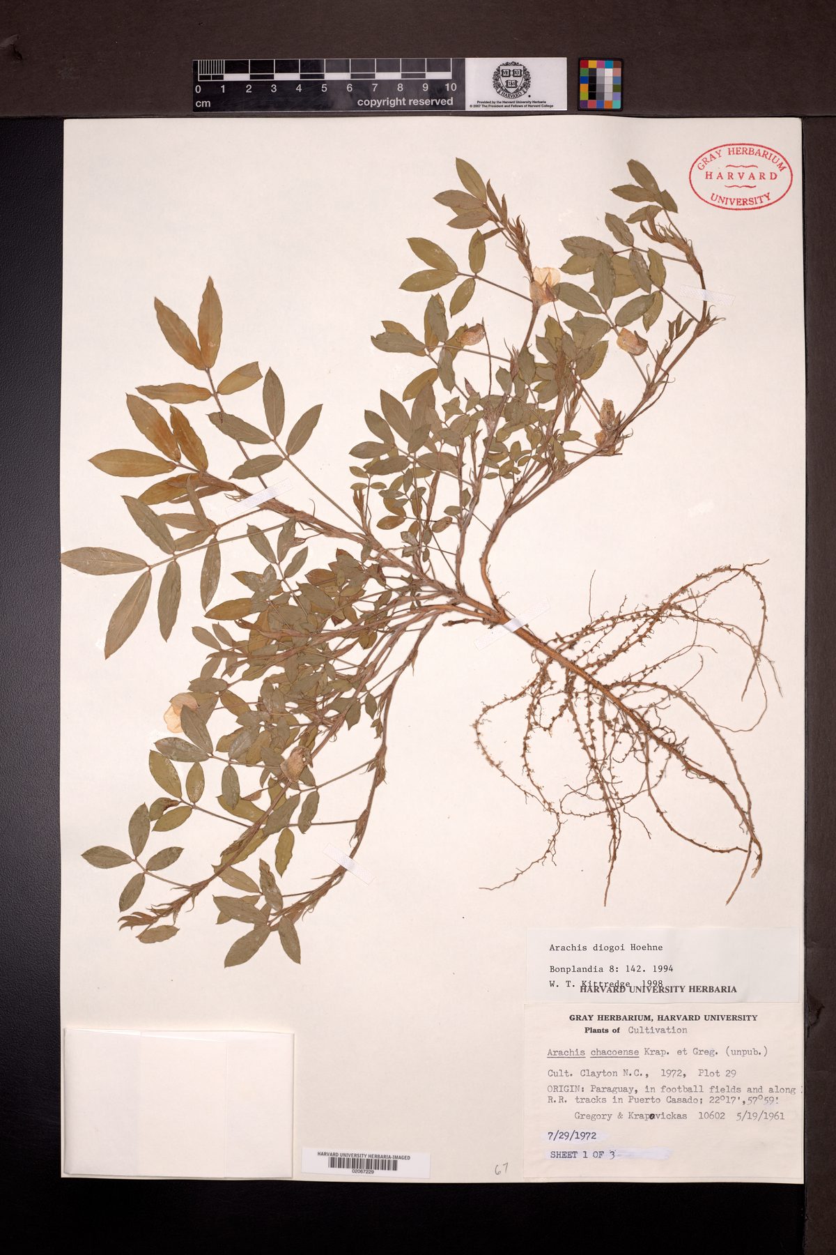 Arachis diogoi — photo