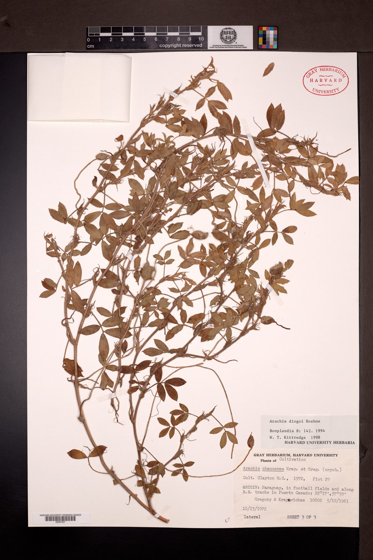 Arachis diogoi — photo