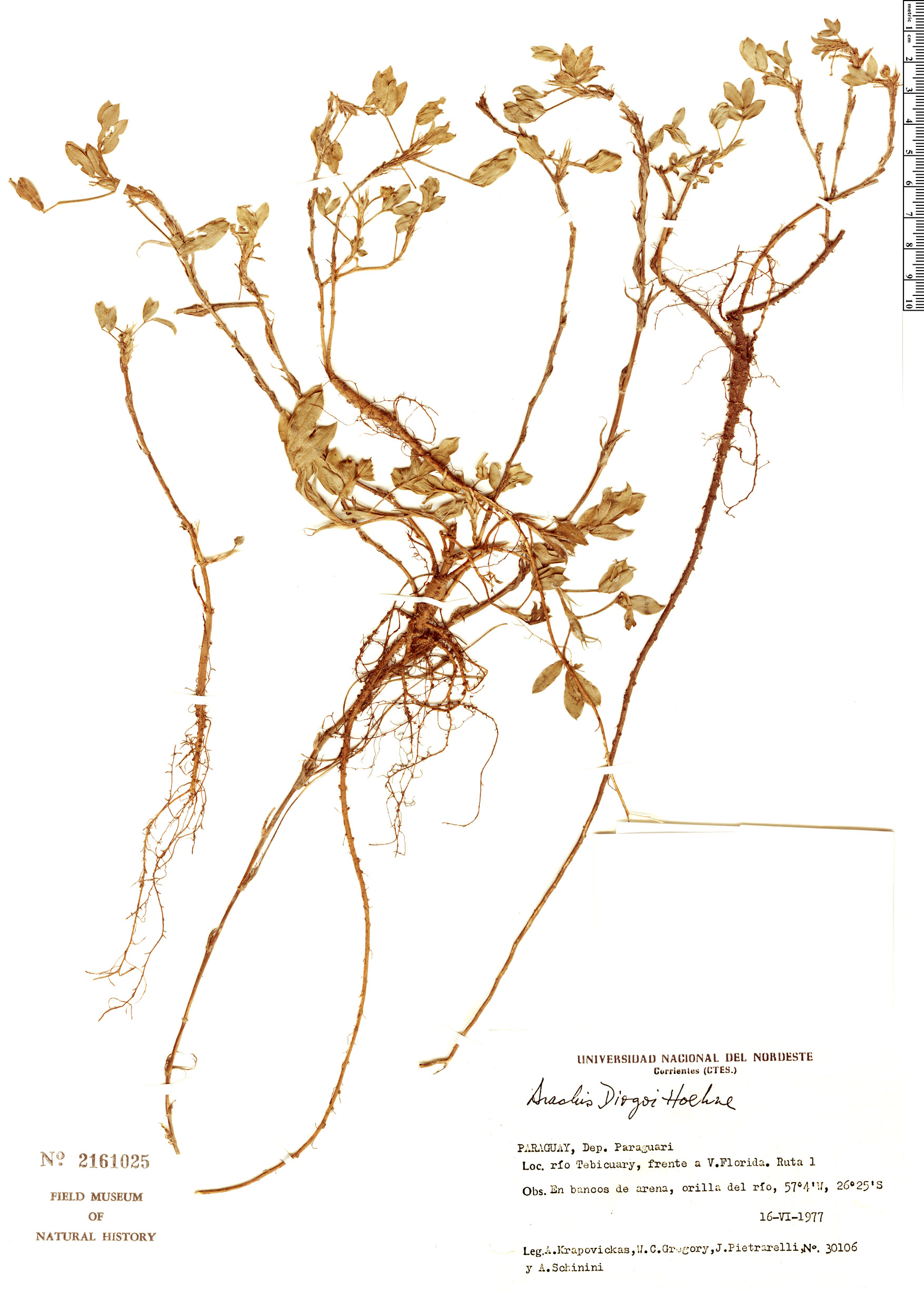 Arachis diogoi