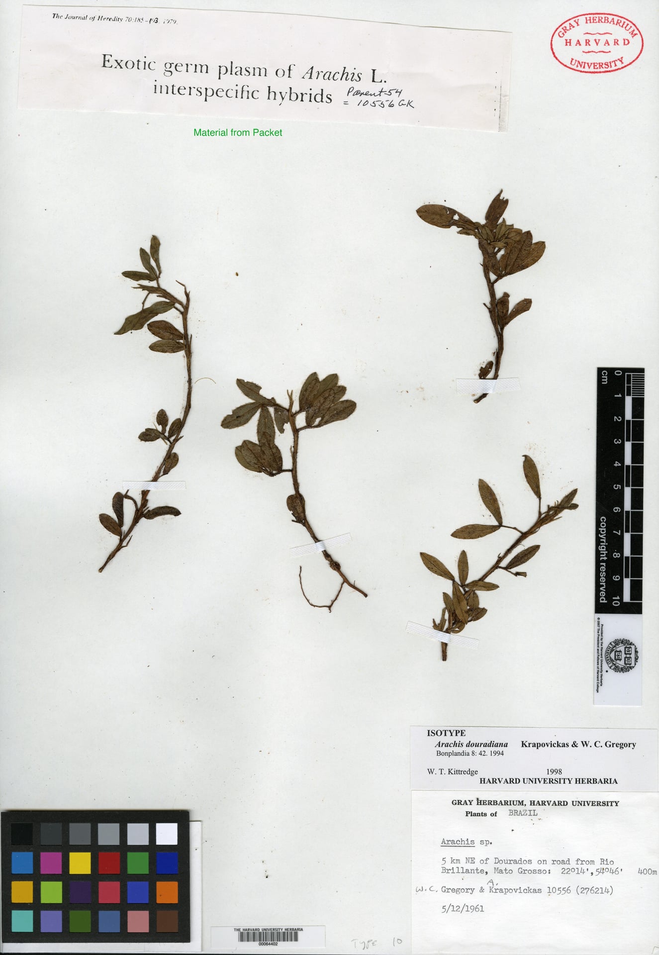 Arachis douradiana — photo