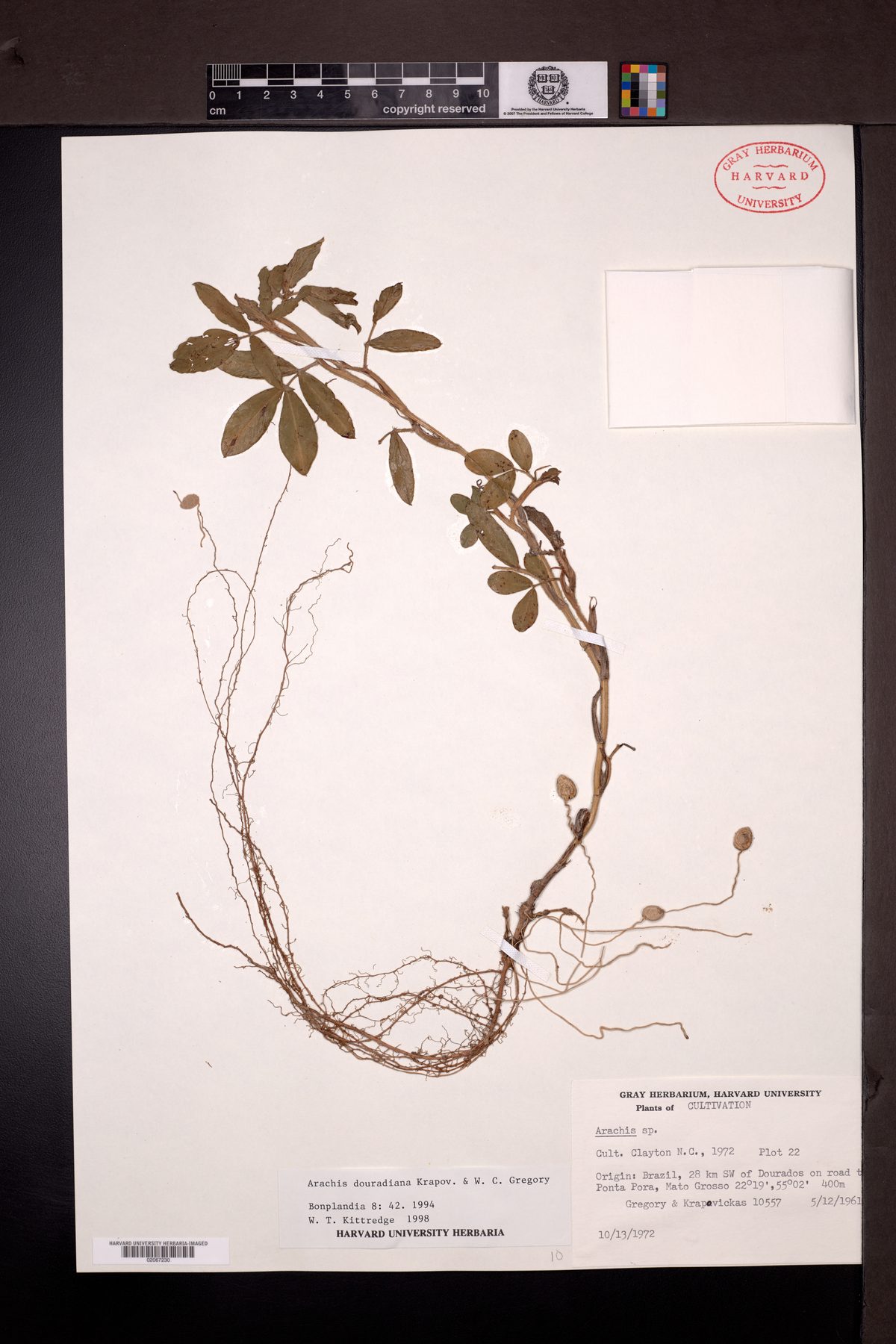 Arachis douradiana