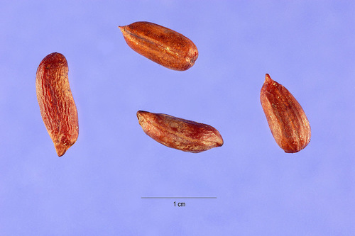 Arachis glabrata (Perennial peanut) — photo