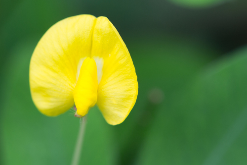 Arachis glabrata (Perennial peanut) — photo