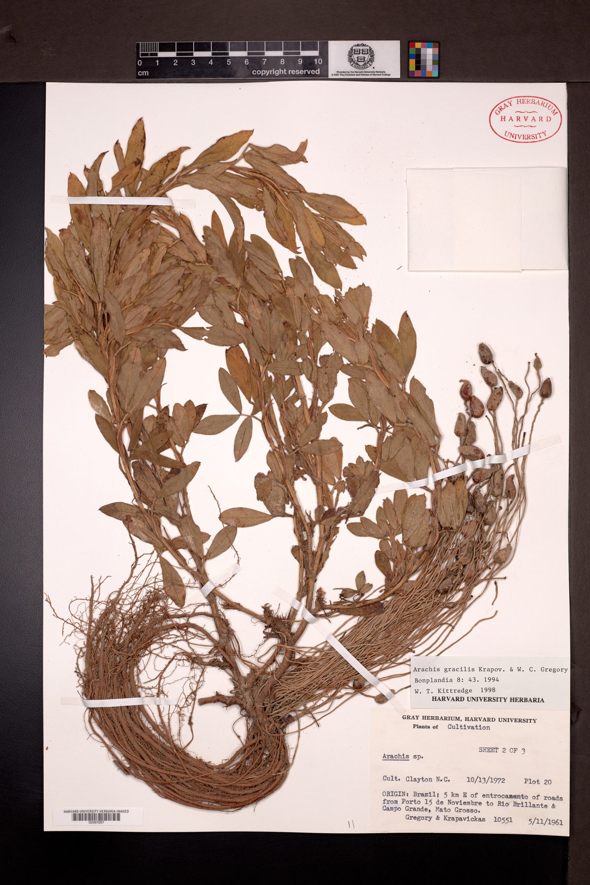 Arachis gracilis — photo
