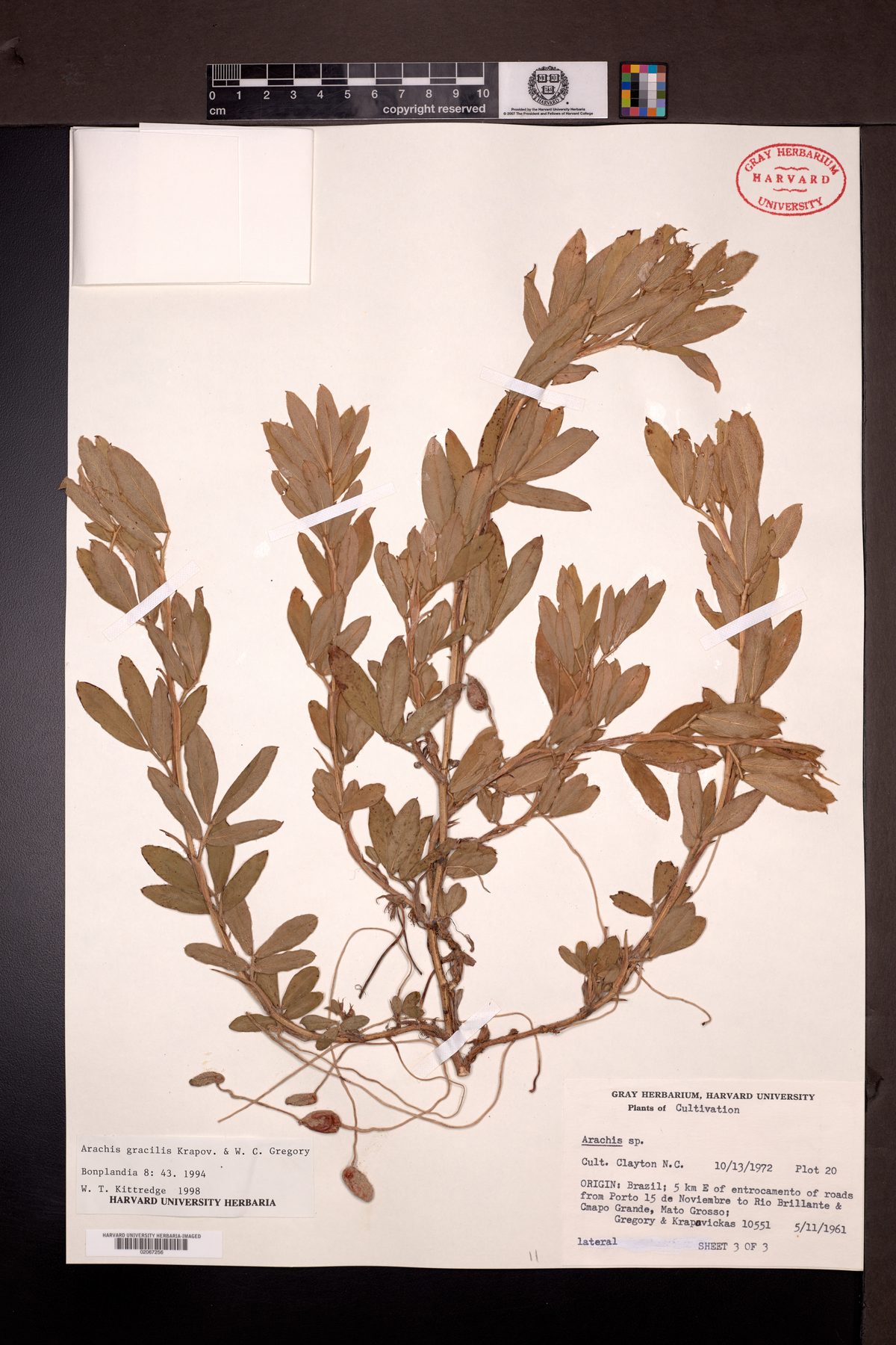 Arachis gracilis — photo