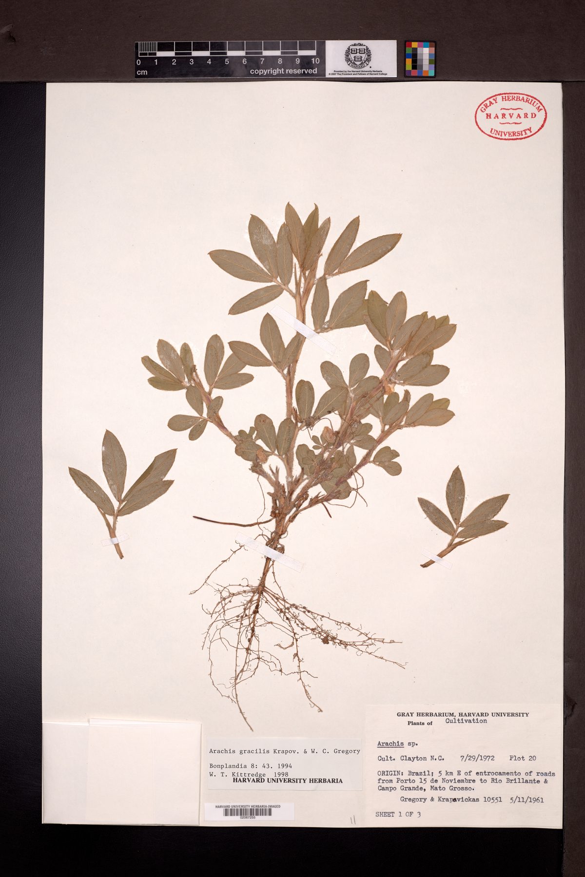 Arachis gracilis