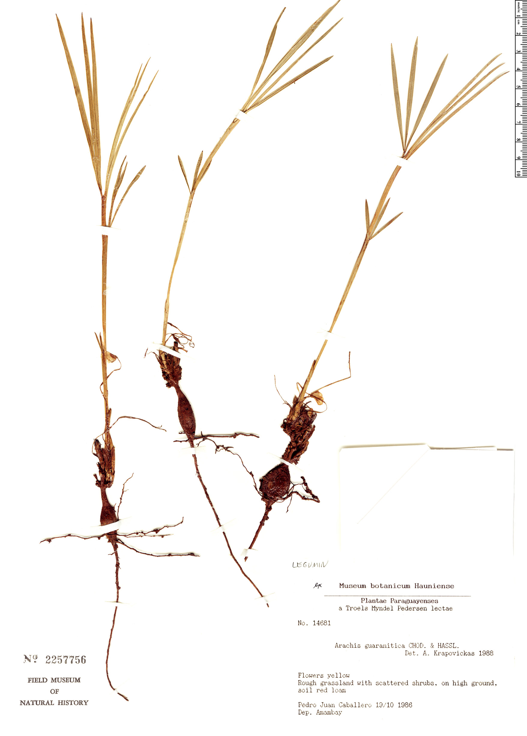 Arachis guaranitica