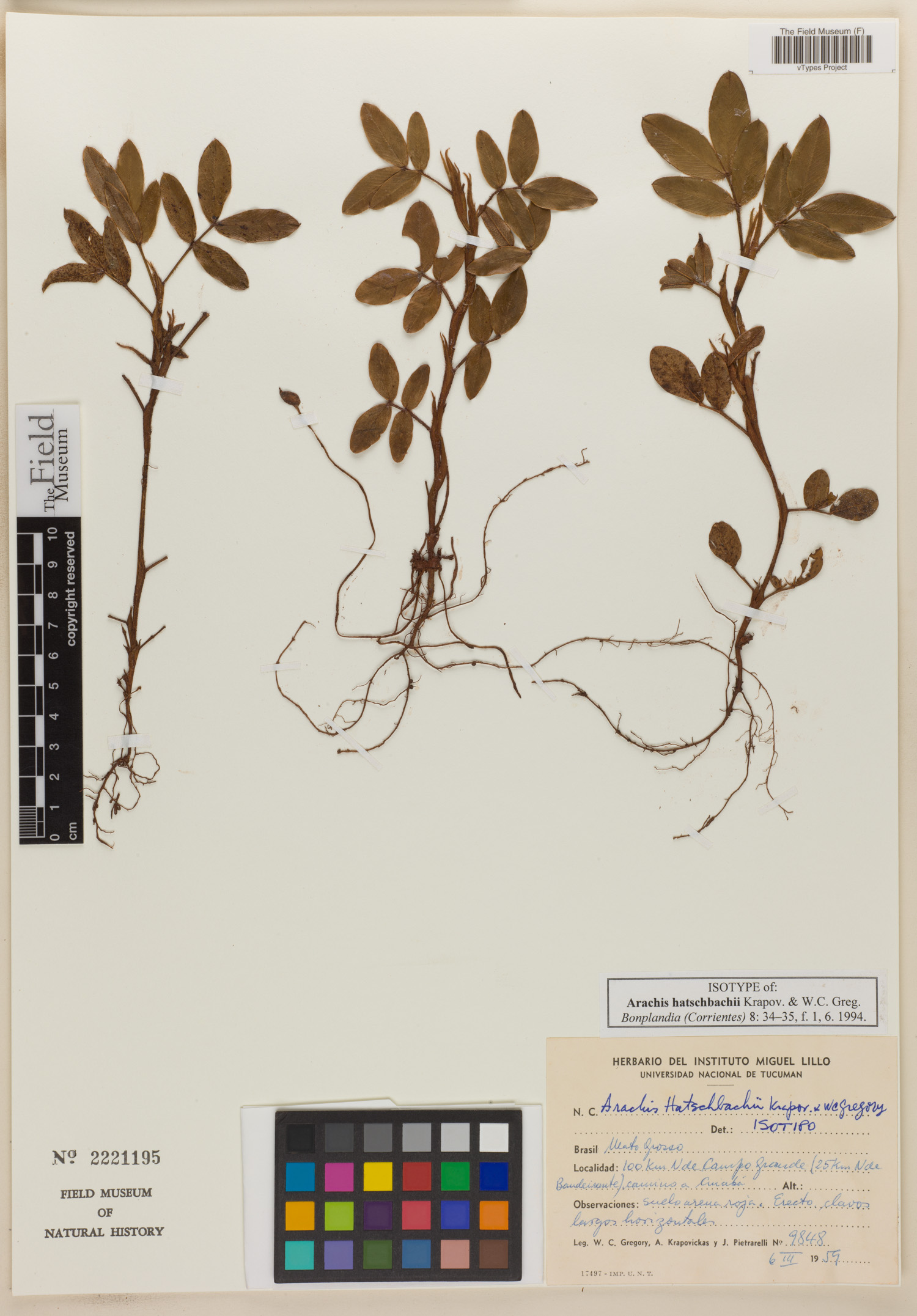Arachis hatschbachii — photo