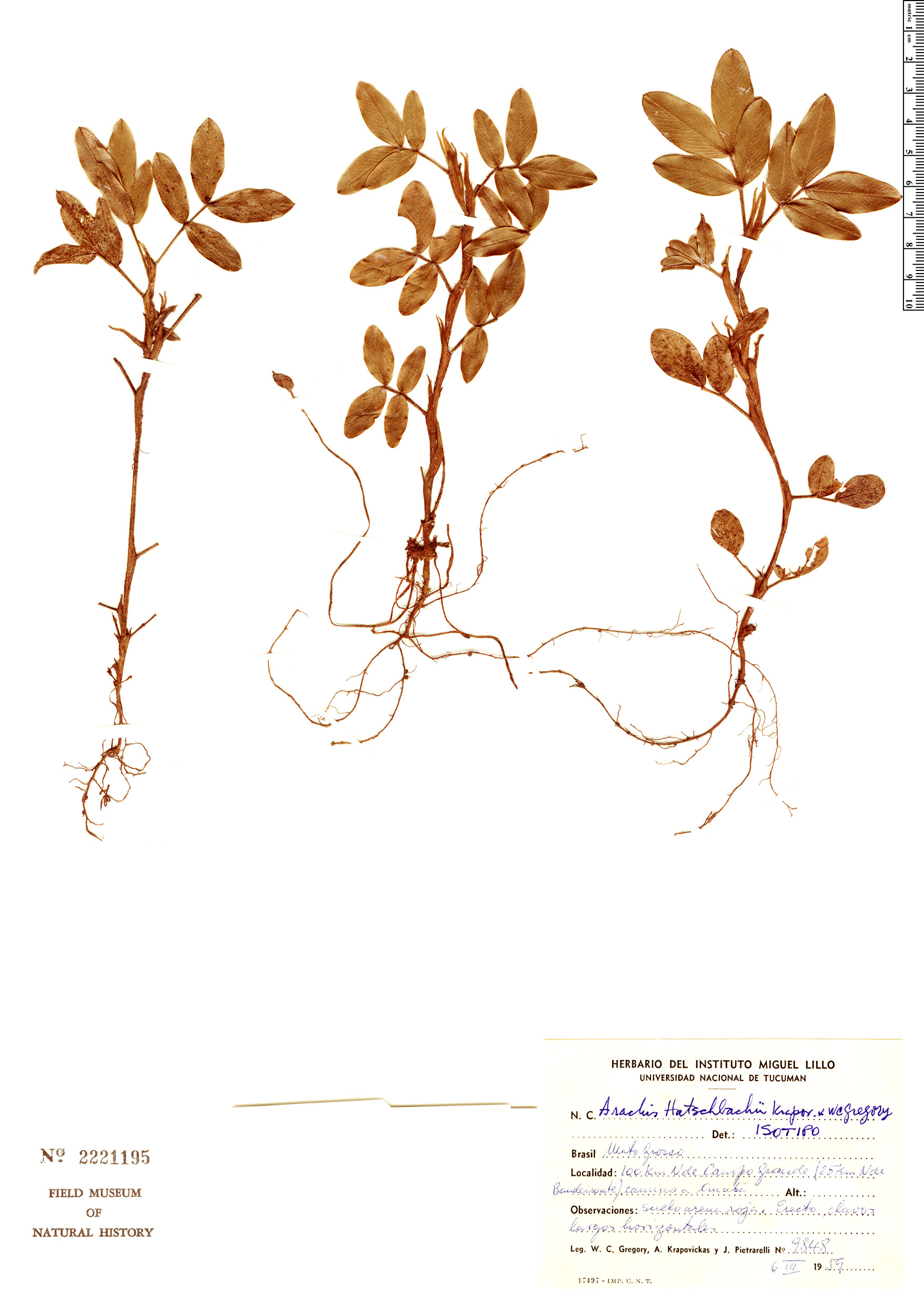Arachis hatschbachii