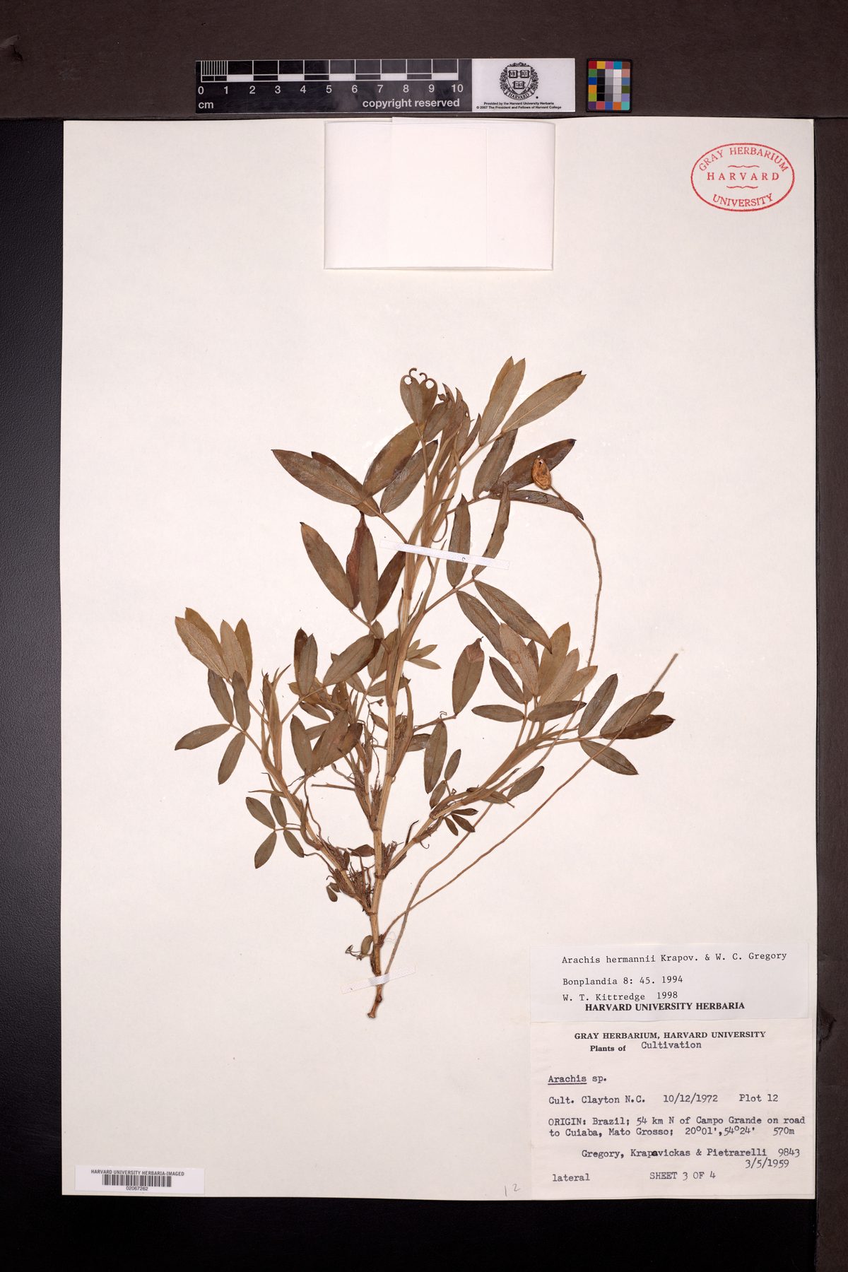 Arachis hermannii — photo