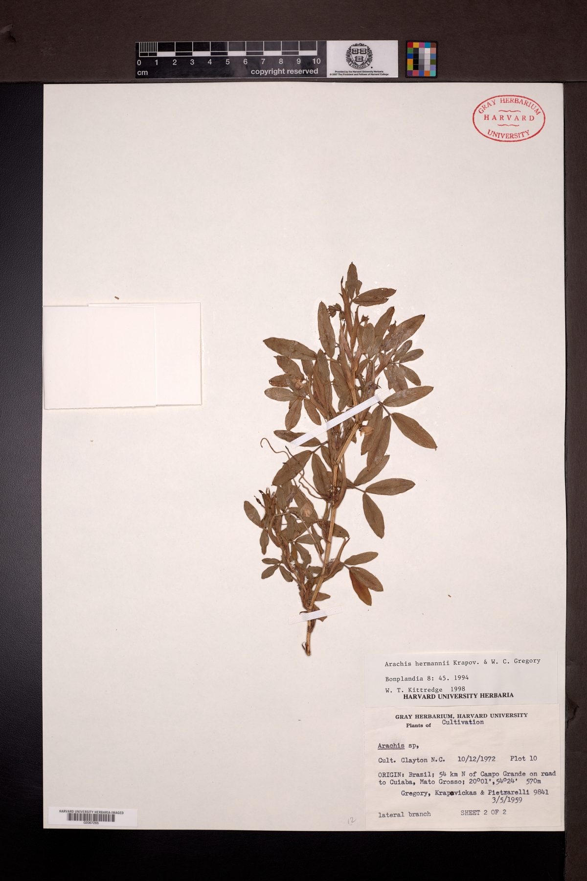Arachis hermannii — photo