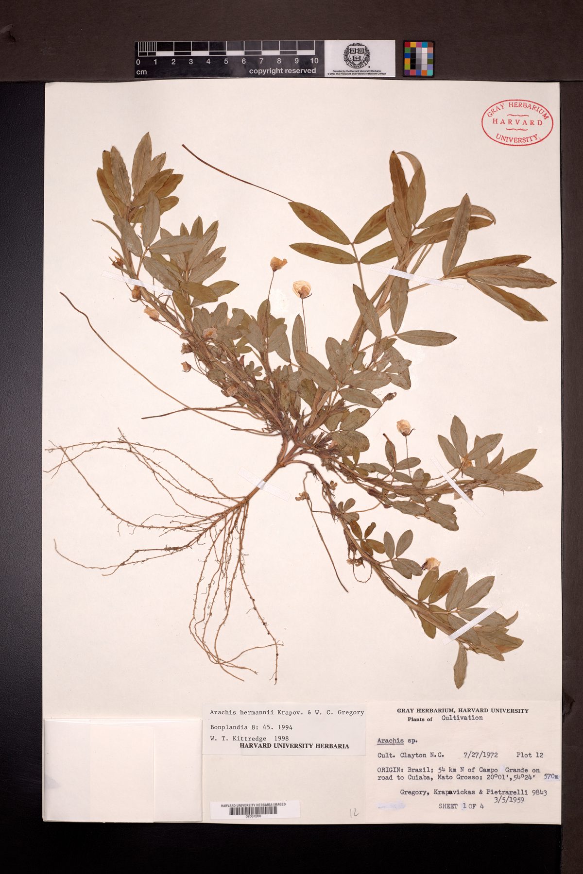 Arachis hermannii