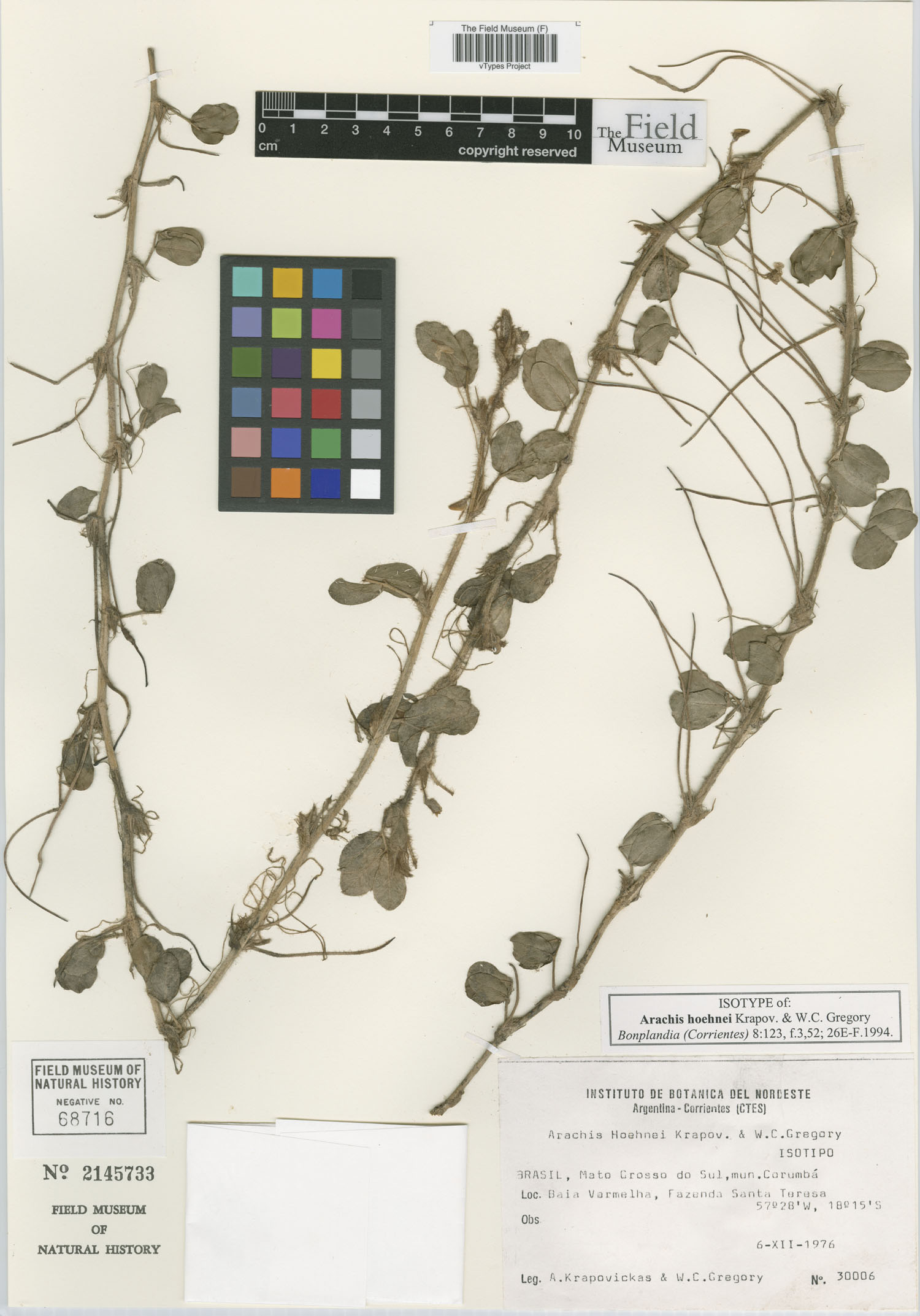 Arachis hoehnei — photo