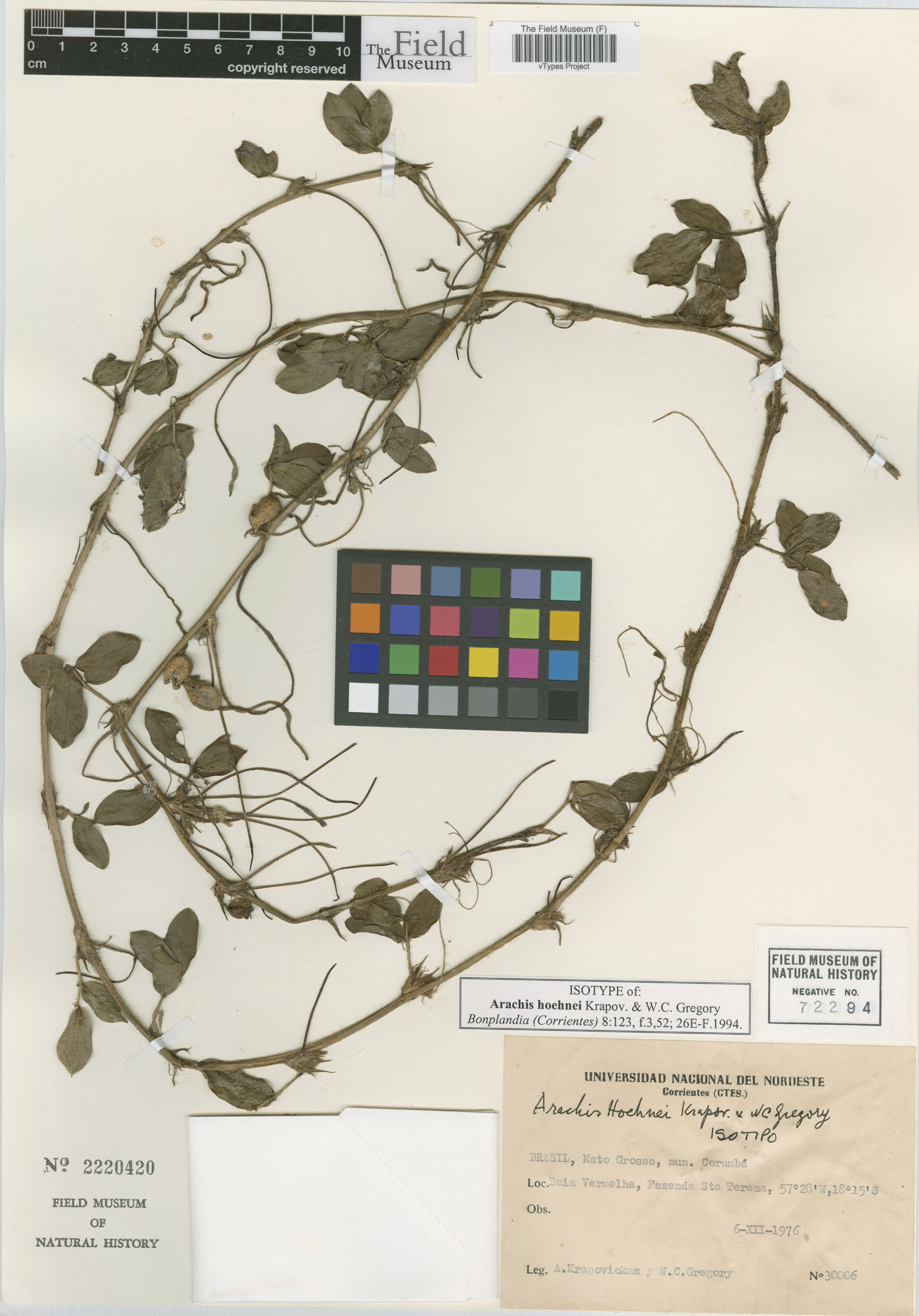 Arachis hoehnei