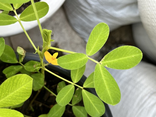 Arachis hypogea (Peanut) — photo