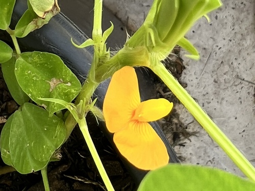 Arachis hypogea