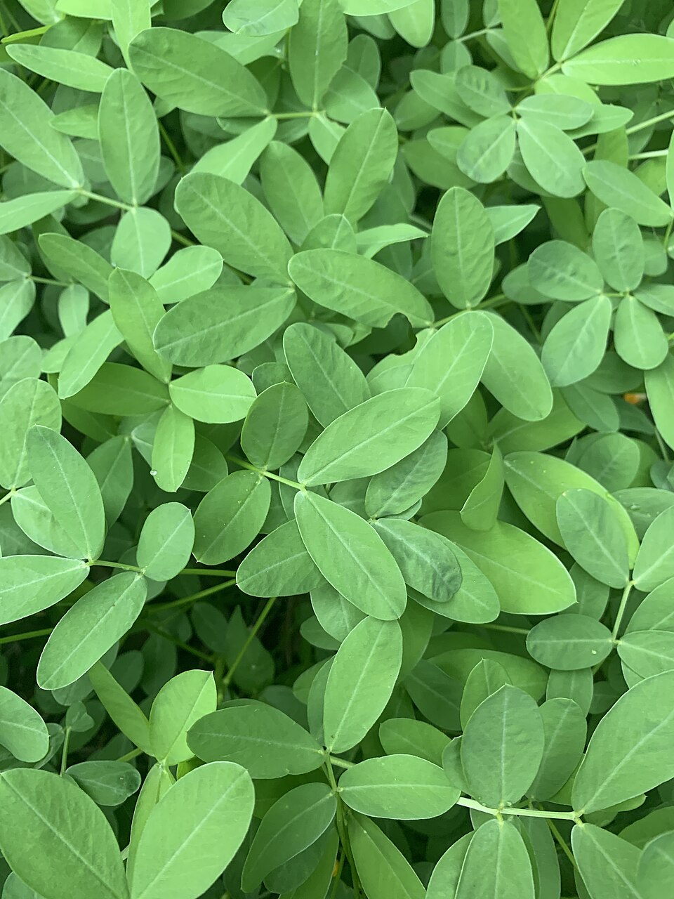 Arachis kretschmeri — photo