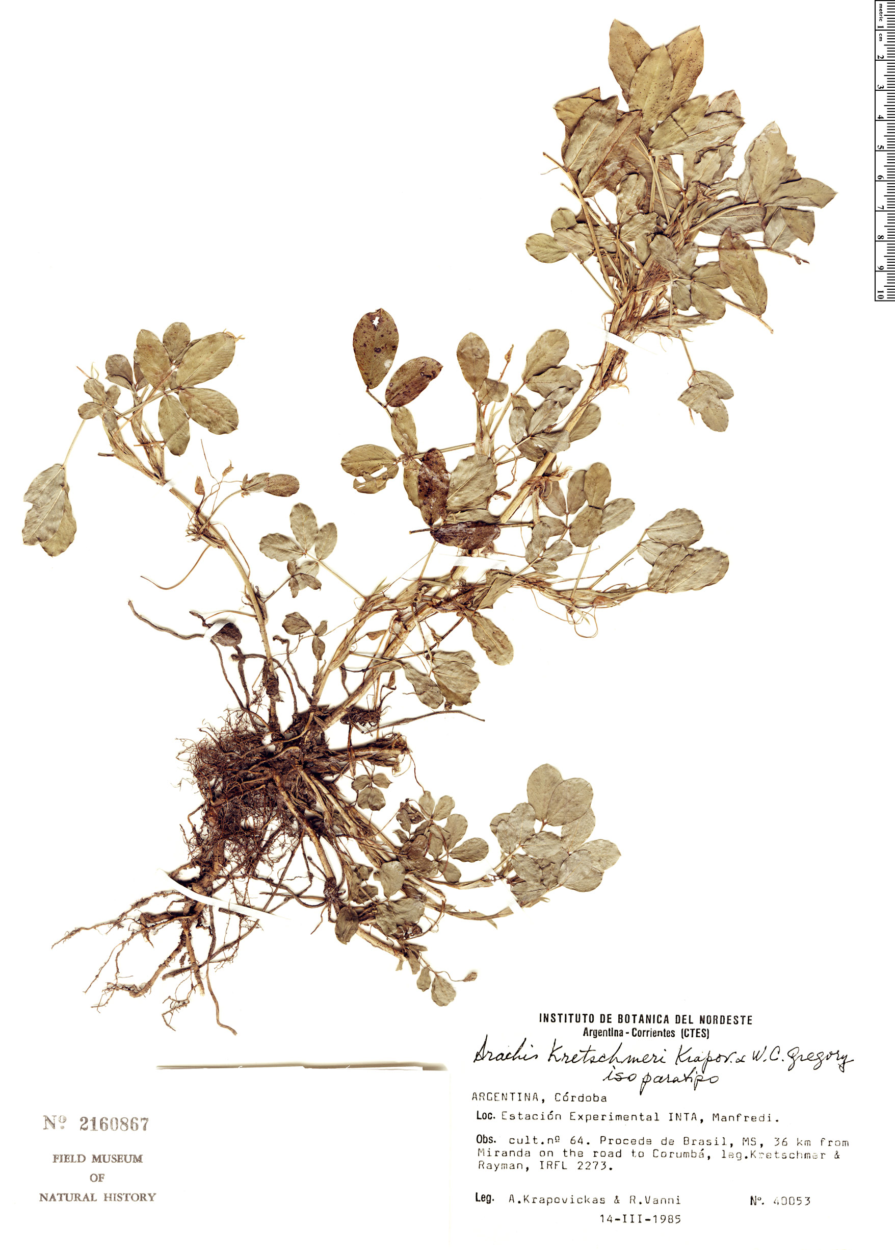 Arachis kretschmeri — photo