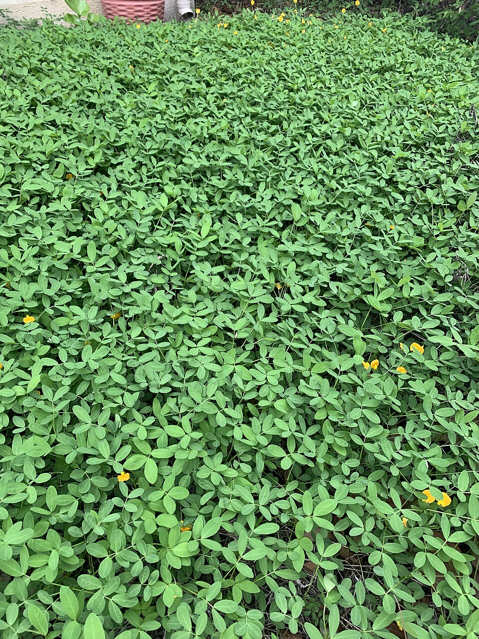 Arachis kretschmeri