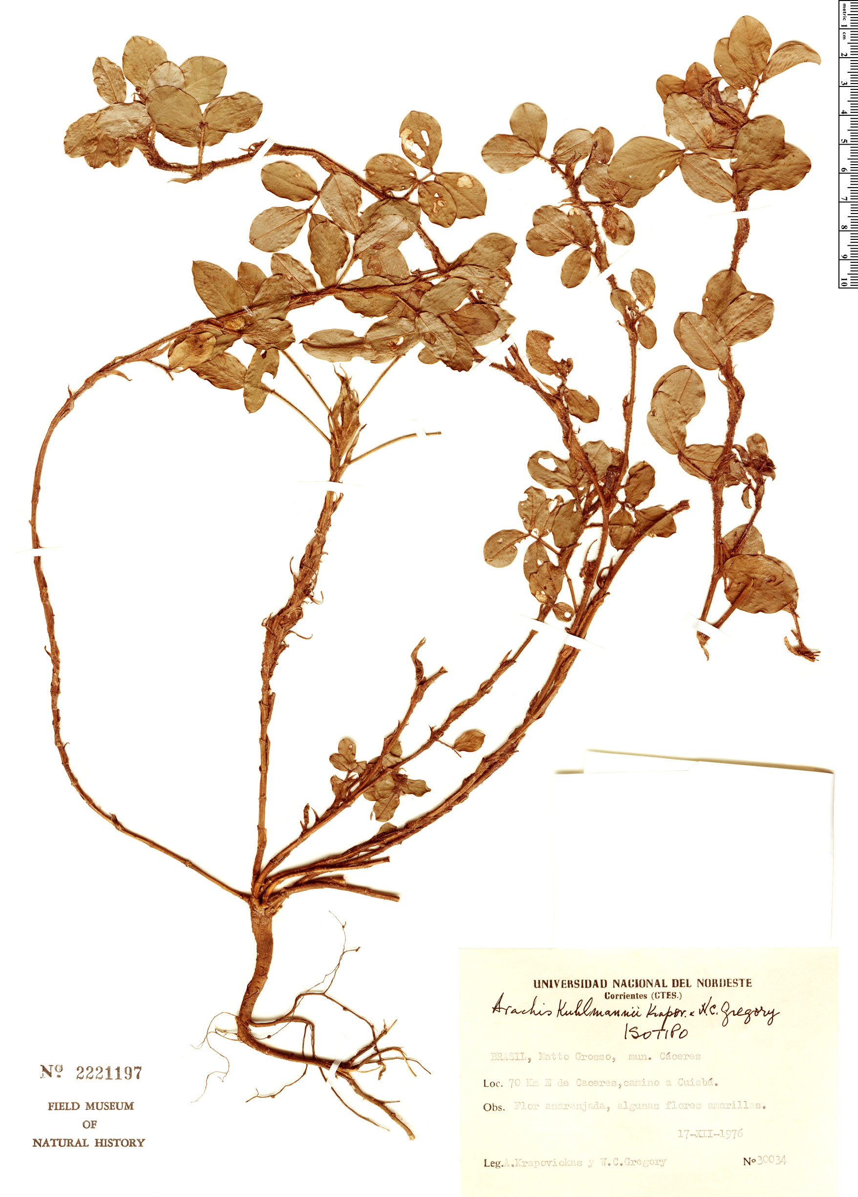 Arachis kuhlmannii — photo