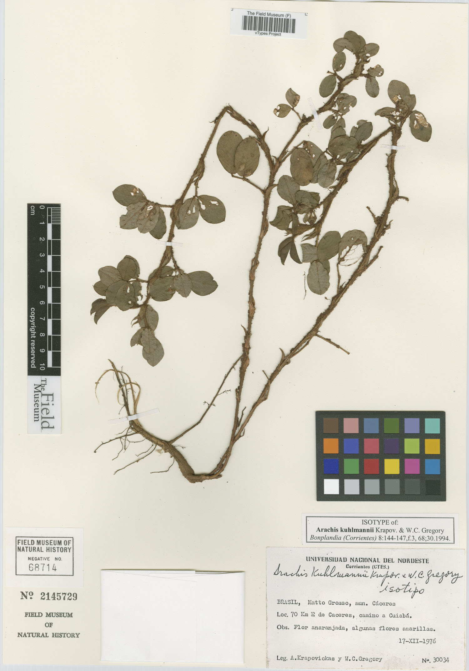 Arachis kuhlmannii — photo