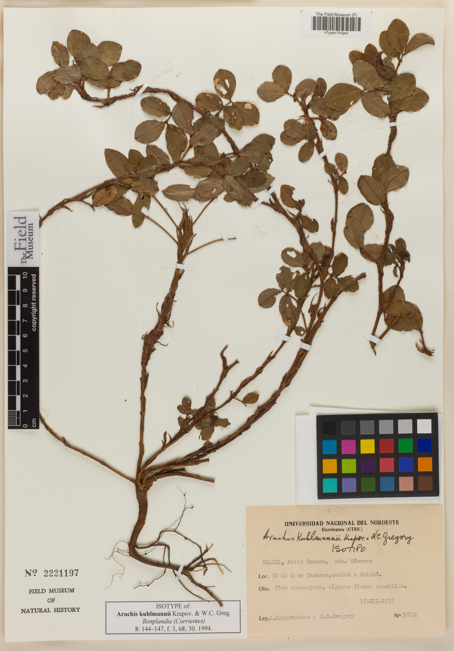 Arachis kuhlmannii
