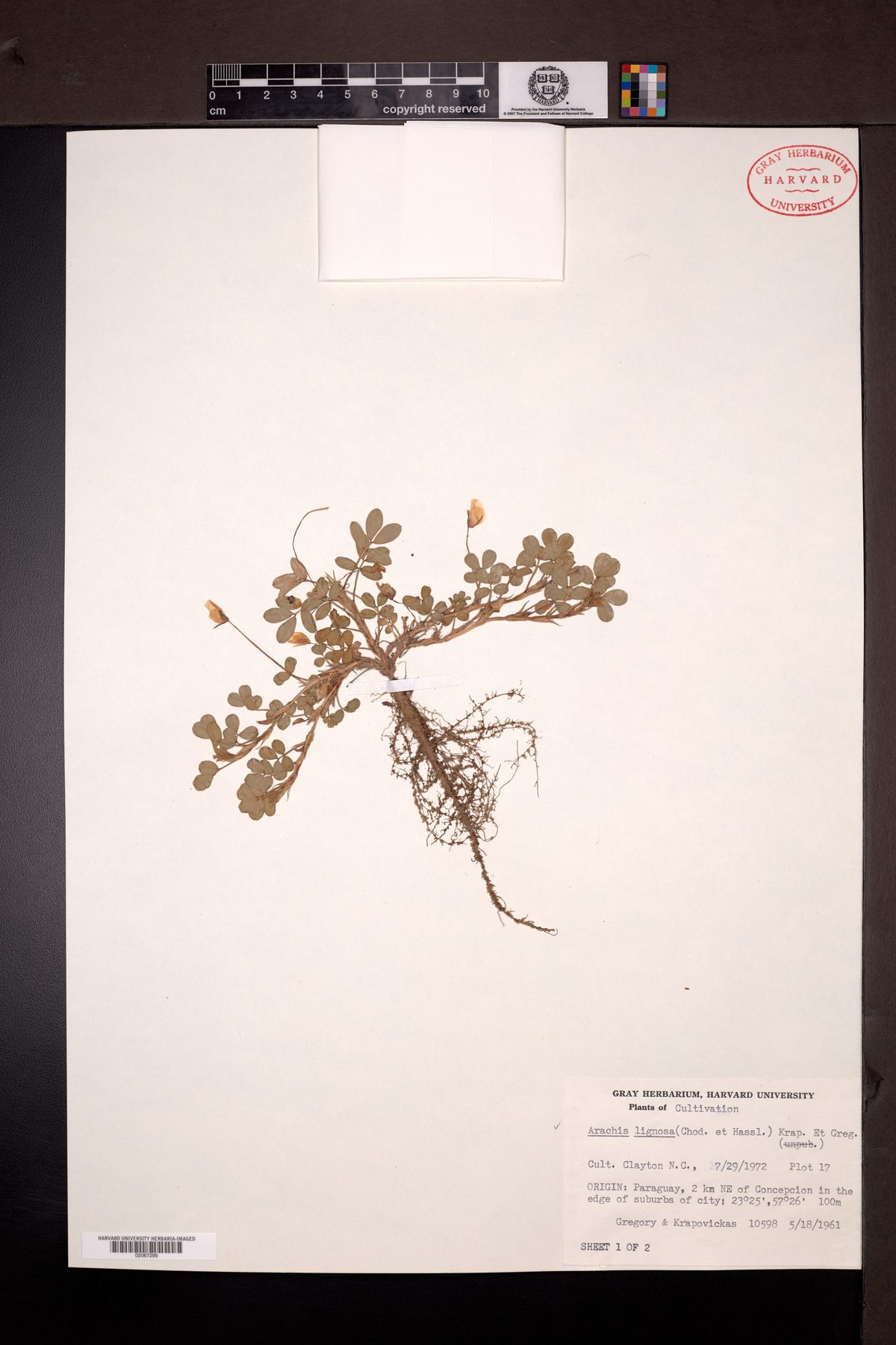 Arachis lignosa — photo