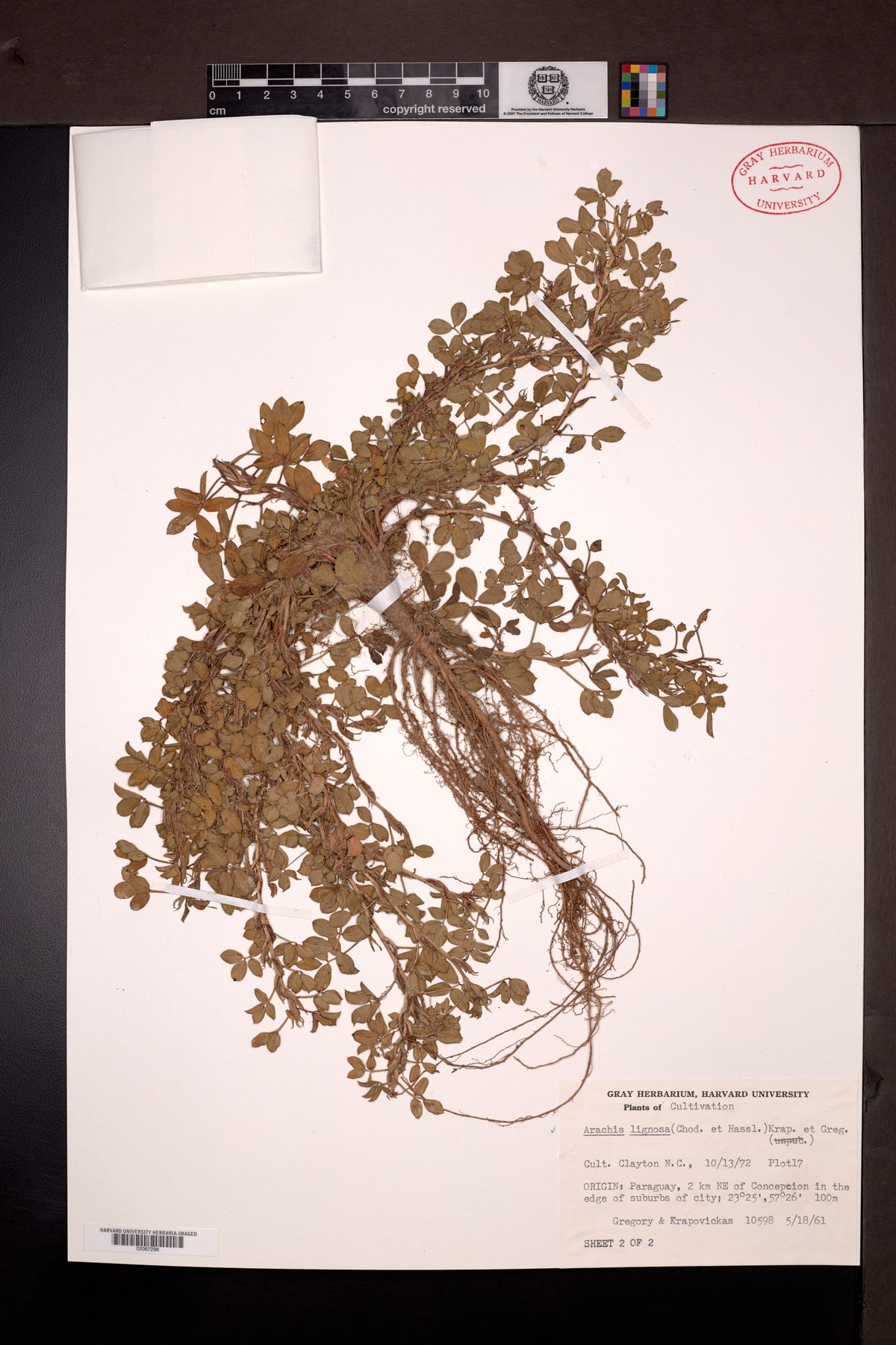 Arachis lignosa — photo