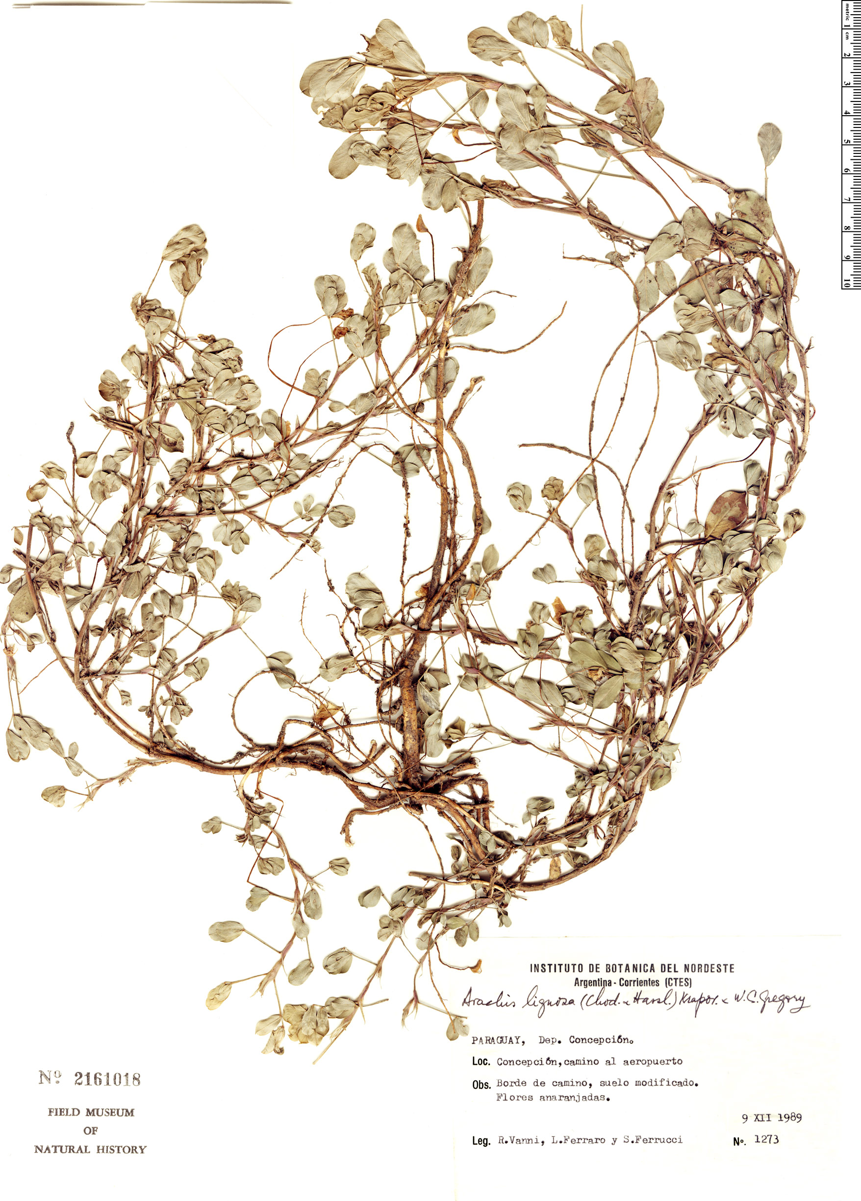 Arachis lignosa
